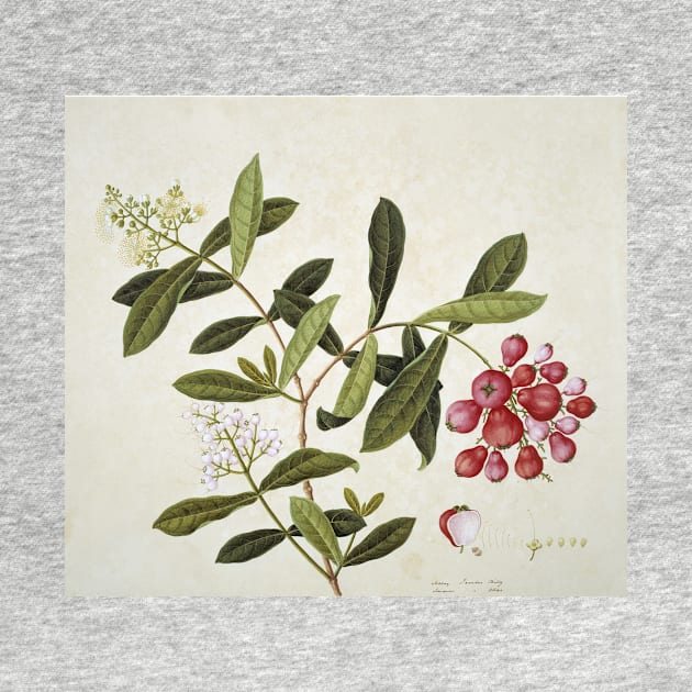 Botanical illustration (C010/8135) by SciencePhoto